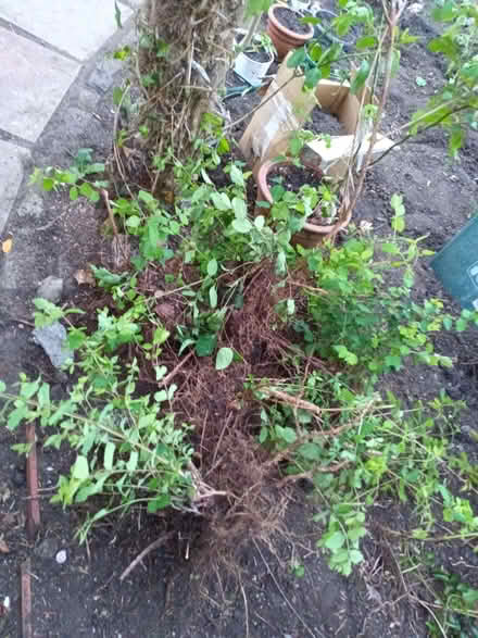 Photo of free Snowberry bushes (Donnington Bridge OX4) #1