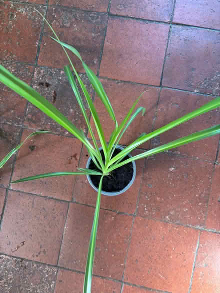 Photo of free Three spider plants (Allerton L18) #3