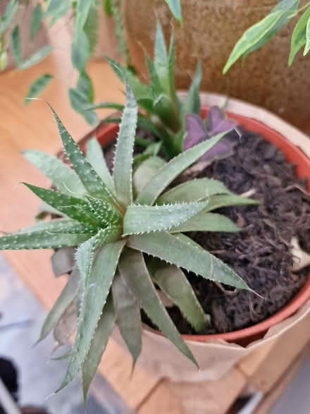 Photo of free Plant (Bootle L20) #1