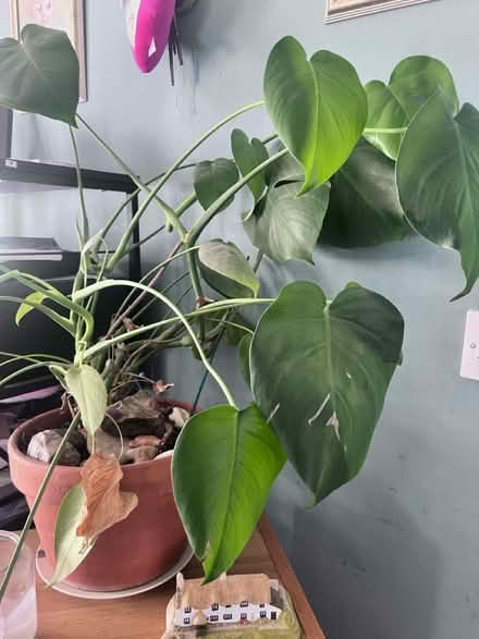 Photo of free Devil’s Ivy (Orpington BR5) #2