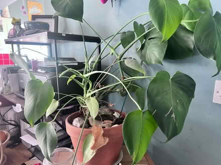 Photo of free Devil’s Ivy (Orpington BR5) #1