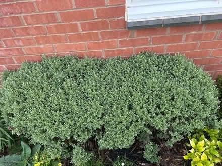 Photo of free Hebes (LE67) #1