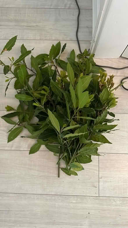 Photo of free Bay leaves (New Eltham SE9) #1