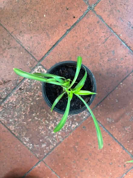 Photo of free Three spider plants (Allerton L18) #4
