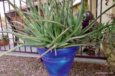 Photo of Large aloe vera plants (Erith DA17) #2