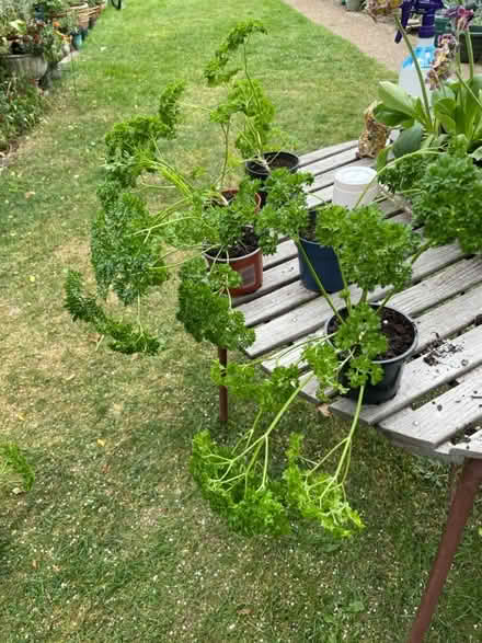 Photo of free Curly Parsley plants (South Hounslow off Central Av) #2