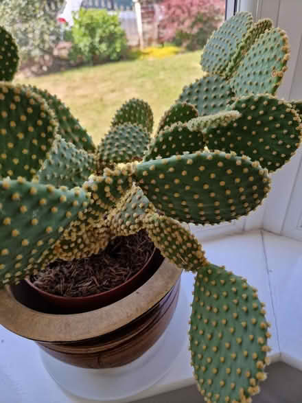 Photo of free Plant - prickly pear (Bootle L20) #2