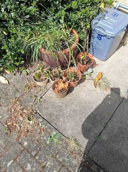 Photo of free Flower seeds x20 packets, pots and bulbs (Garden City OX5) #2