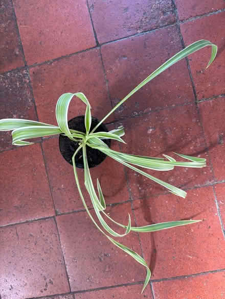 Photo of free Three spider plants (Allerton L18) #2