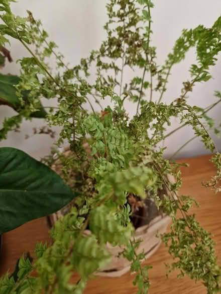 Photo of free Plant - fern (Bootle L20) #2