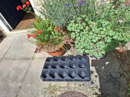 Photo of free Flower seeds x20 packets, pots and bulbs (Garden City OX5) #1