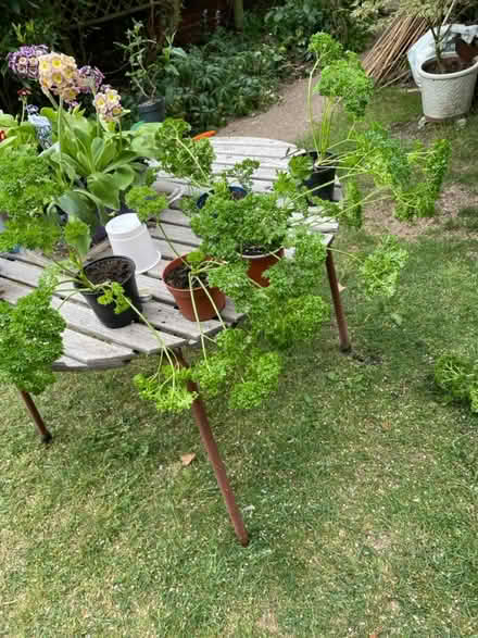Photo of free Curly Parsley plants (South Hounslow off Central Av) #1