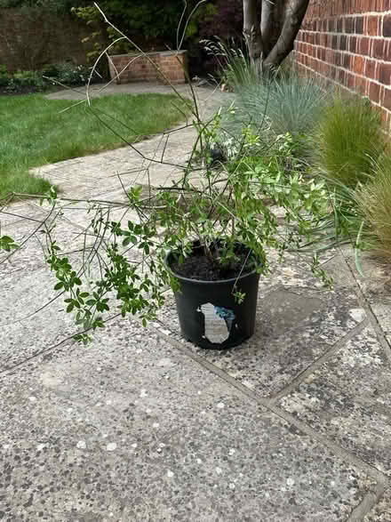 Photo of free Winter jasmine plant (Lexden CO3) #1
