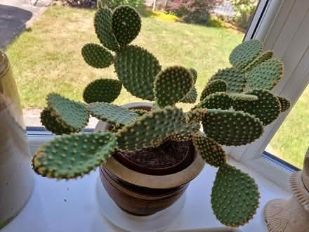 Photo of free Plant - prickly pear (Bootle L20) #1