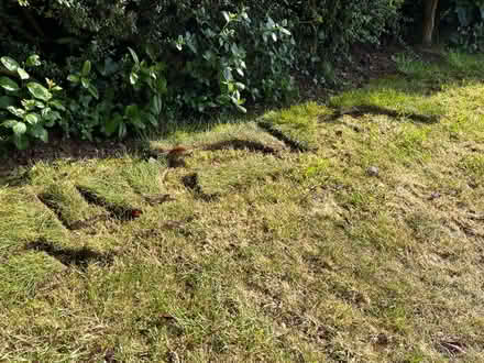 Photo of free New turf from Teal Turf (Upton-upon-Severn WR8) #2