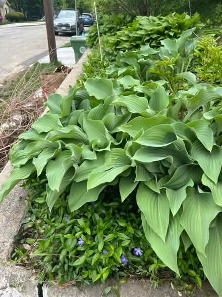 Photo of free Hostas to dig up (Near School at Mount Auburn.) #1