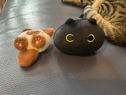 Photo of free Cat for craft & black cat plushie toy (New Eltham SE9) #2