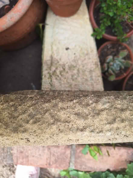 Photo of free Stone bird bath (Forestgreen) #2