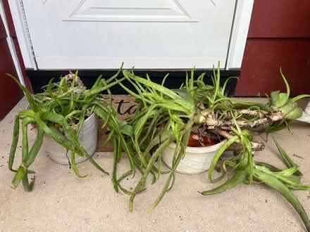 Photo of free Plants (08854) #1
