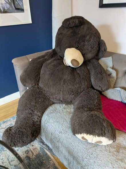 Photo of free Giant Teddy (B45 Frankley) #1