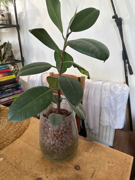 Photo of free Ficus plant (North Pole Road W10) #1
