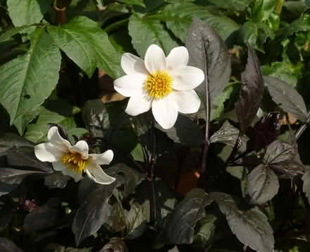 Photo of free Dahlias (Paignton TQ4) #3