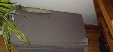 Photo of free Floor tiles (Wharncliffe side S35) #1