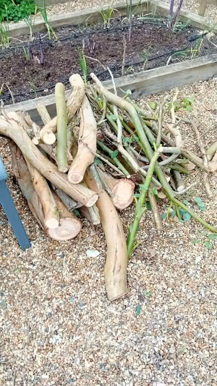 Photo of free Eucalyptus wood (Fetcham KT22) #1