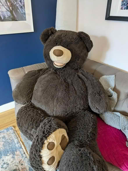 Photo of free Giant Teddy (B45 Frankley) #3