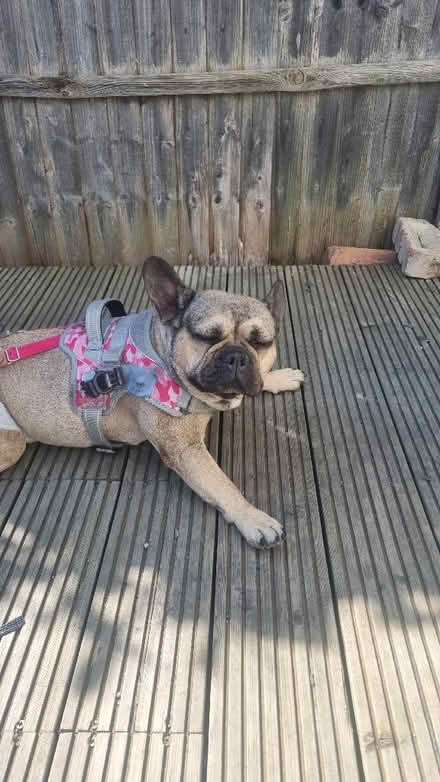 Photo of Bike Trailer! (Byfleet KT14) #2