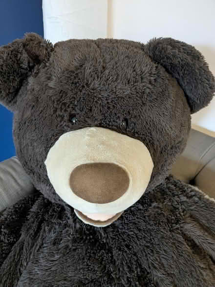Photo of free Giant Teddy (B45 Frankley) #2