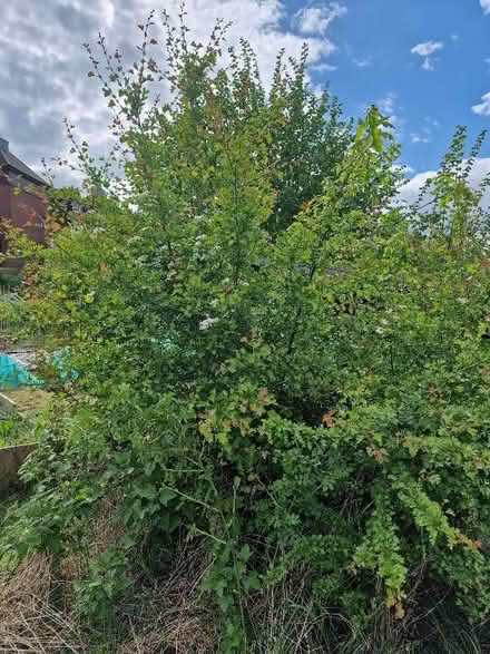 Photo of free trees (Hawthorne and Hazel) (New Town CO1) #1