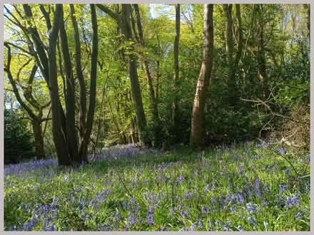 Photo of 3 kitchen chairs (Northchurch/Berkhamsted) #1
