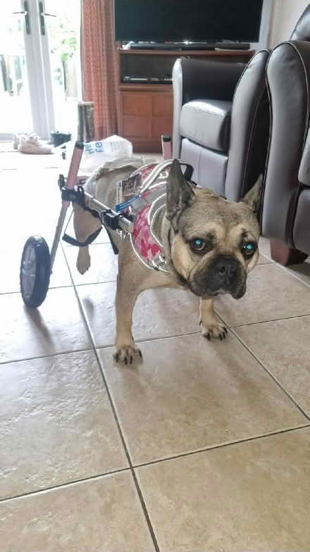 Photo of Bike Trailer! (Byfleet KT14) #1