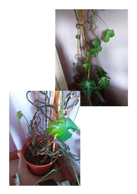 Photo of free Indoor Cheese Plant (Avebury SN8) #1