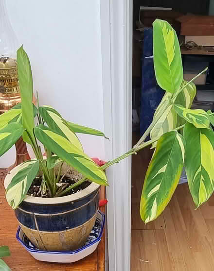 Photo of free Plant (Ilford) #1