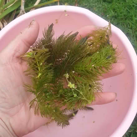 Photo of free Pond weed for oxygenation (Parkstone, Poole, BH14) #1
