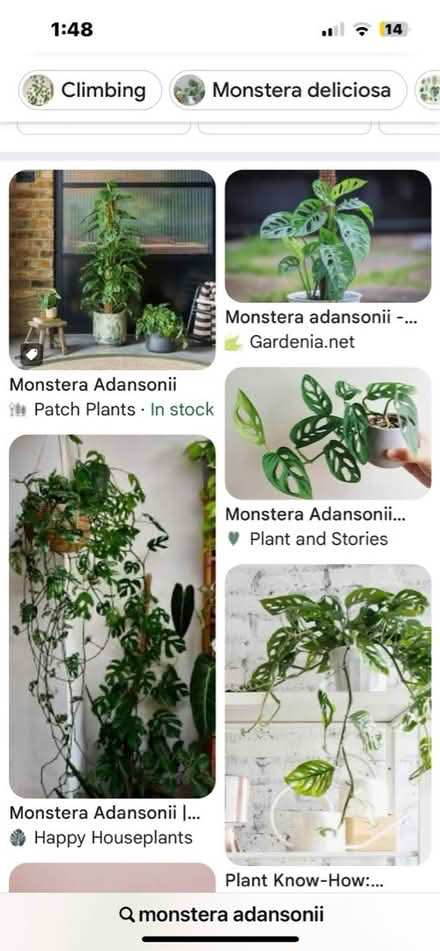 Photo of Monstera Adansonii Cuttings (Headington OX3) #1