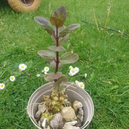 Photo of free Water mint pond/marginal/bog plant (Parkstone, Poole, BH14) #2