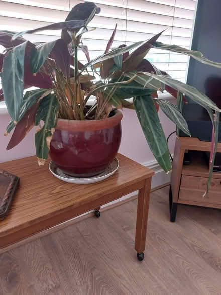 Photo of free Pot plant (Stockport SK3) #1