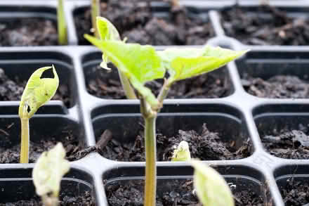 Photo of Young runner bean plants (Waterlooville PO7) #1