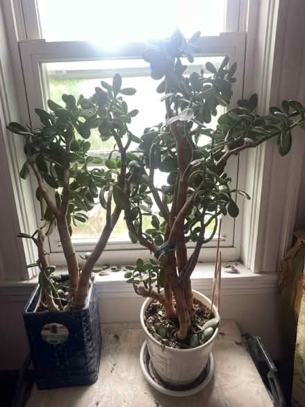 Photo of free jade plants (Davis Sq) #1