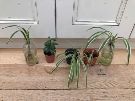 Photo of free Houseplants (Harrogate HG2) #1