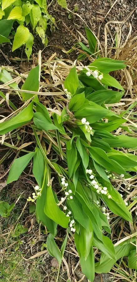 Photo of free Lilies of the valley plants grasses (NE Yonkers) #1