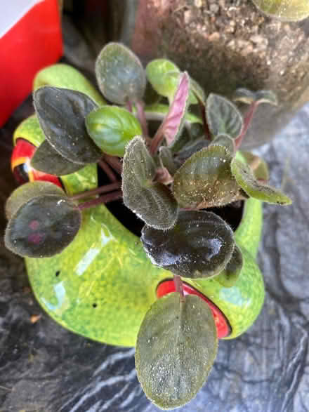 Photo of free Propagated African violet x 4 (AL4, St albans) #1