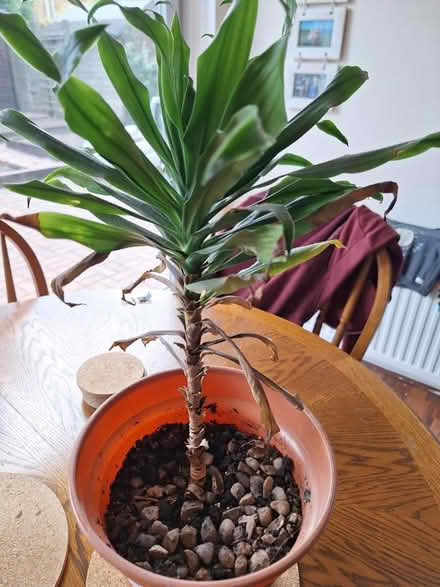 Photo of free Various potted plants (Wellesbourne, CV35) #4