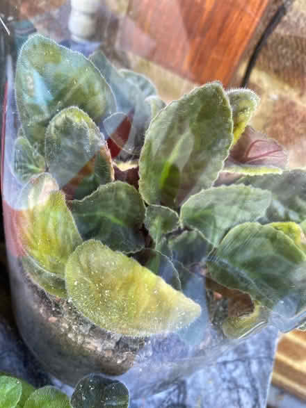Photo of free African violent plants x 3 (AL4, St albans) #2