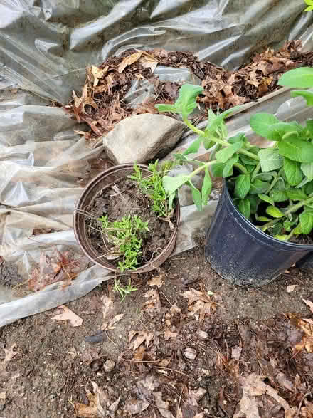 Photo of free Garden Lavendar and Applemimt (Carlisle, MA) #1