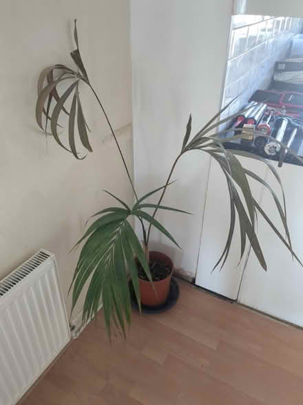 Photo of free Indoor palm plant (BA1) #1