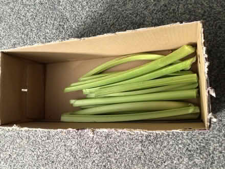 Photo of free Fresh rhubarb (Malvern WR14) #1